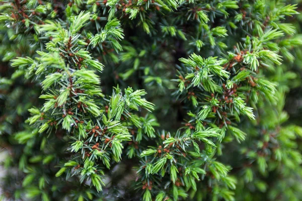 Koniowate Gałęzie Małe Szyszki Młode Jasnozielone Pędy Pokryte Kroplami Rosy — Zdjęcie stockowe