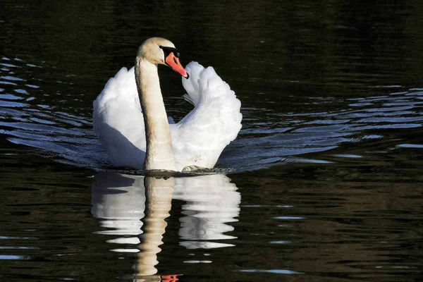 Βουβόκυκνος Olor Cygnus Στο Φυσικό Καταφύγιο Warnham — Φωτογραφία Αρχείου