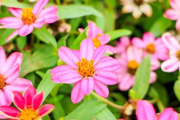 Arka Planda Yeşil Yaprakları Ile Sarı Zinnia Çiçekler — Stok fotoğraf