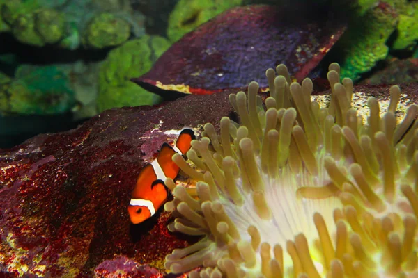 Close Anemonefish Clownfish — Stock Photo, Image