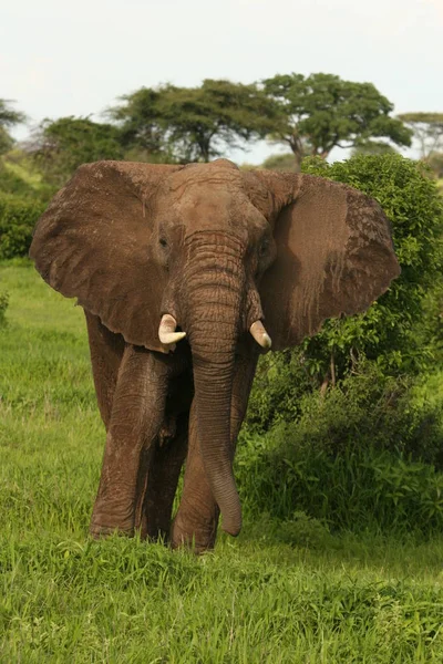 Elefante Salvaje Elephantidae Sabana Africana Botswana —  Fotos de Stock