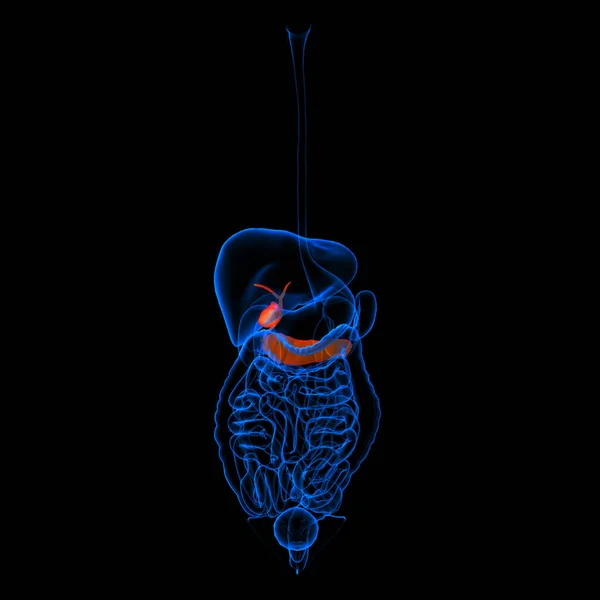 Sistema Digestivo Humano Páncreas Rojo Vista Lateral — Foto de Stock