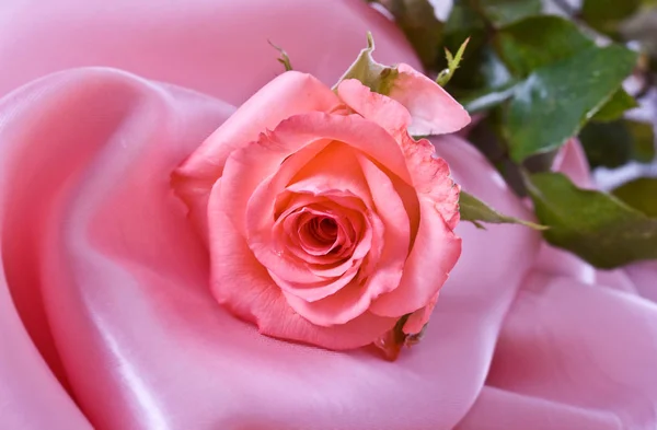 Hermosa Rosa Rosa Sobre Una Delicada Seda Rosa — Foto de Stock