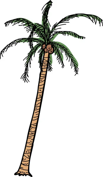 Desenhos Animados Feitos Mão Palmeira Coco — Fotografia de Stock