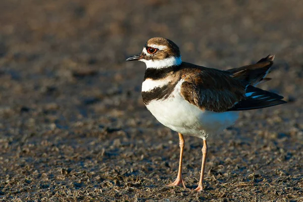 Close Killdeer Charadrius Vociferus Sand Merritt Island Titusville Brevard County — Stock Photo, Image