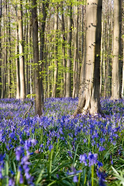 Fiori Bluebell Durante Primavera Hallerbos Halle Belgio — Foto Stock