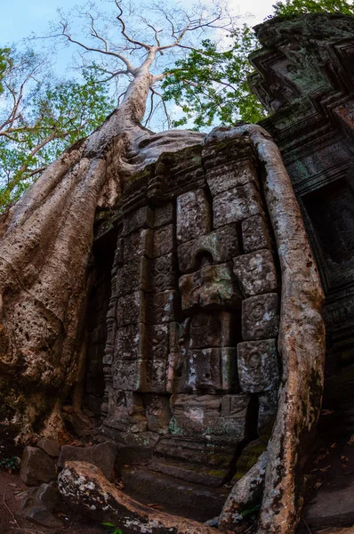 Árvore Com Raízes Sentadas Templo Pedra Prohm Angkor Wat — Fotografia de Stock