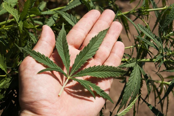 Groene Blad Van Marihuana Een Hand — Stockfoto