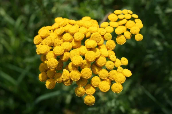 Colorful Yellow Umbrella Plants Sunny Day — Stock Photo, Image