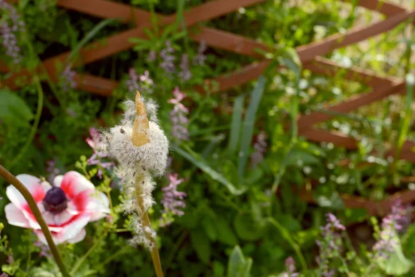 Sementes Anemone Caen Começam Espalhar Para Longe Talo Flor Uma — Fotografia de Stock