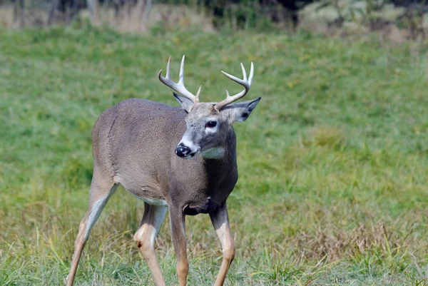 Portré Egy Szép Youg Whitetail Bak — Stock Fotó