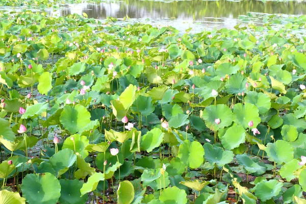 Brillante Hermoso Roseum Plenum Flores Loto Luz Del Sol Primer — Foto de Stock