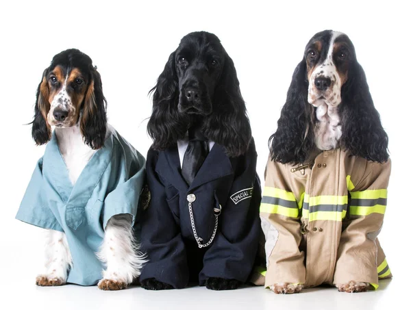 First Responders English Cocker Spaniels Dressed Doctor Police Officer Fire — Stock Photo, Image