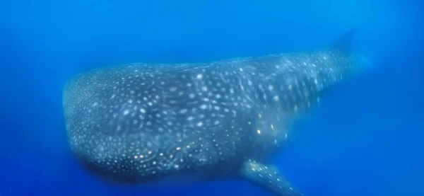 Китовая Акула Плавает Воде Богатой Планктоном Донсоле Филиппины — стоковое фото