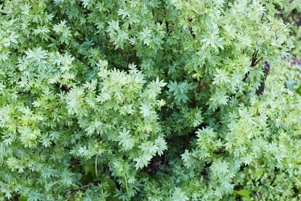 Vegetação Verde Magnífica Arbusto Perto — Fotografia de Stock