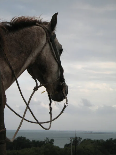 Primer Plano Caballo Oscuro —  Fotos de Stock