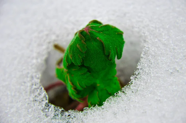 Imagem Início Broto Aparecendo Cobertura Neve Derretida Primavera — Fotografia de Stock