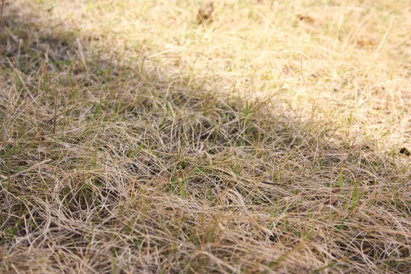 Relva Está Seca Outono Murcha Natureza Primeiro Setembro Contexto Foto — Fotografia de Stock