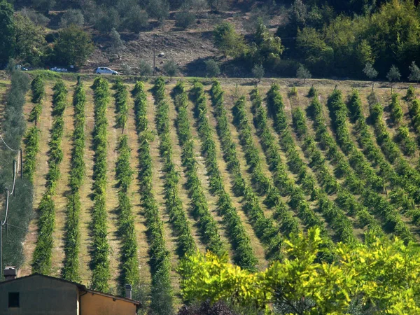 Vinhedo Região Chianti Toscana — Fotografia de Stock