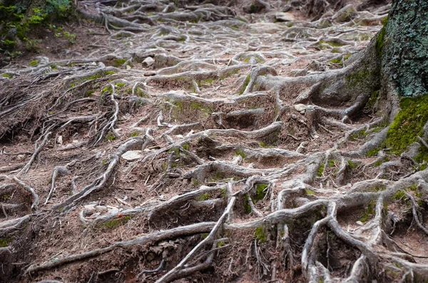 Tree Roots Moss Ground Carpathian Mountains — Stock Photo, Image