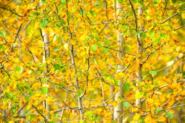 Autunno Sfondo Con Foglie Colorate Serie Natura — Foto Stock