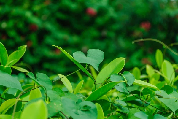 Folhas Forma Coração Folhas Estão Ocorrendo Naturalmente — Fotografia de Stock