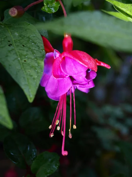 Une Belle Fleur Rose Fuchsia Poussant Extérieur Dans Jardin — Photo