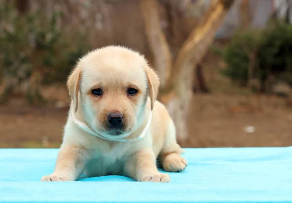 Bonito Amarelo Labrador Filhote Cachorro Que Coloca Fundo Azul — Fotografia de Stock