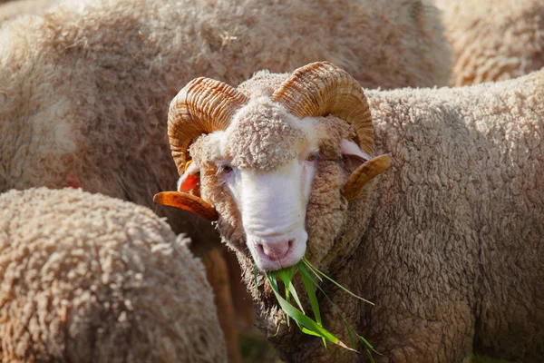 Çiftlik Çiftliğinde Erkek Merası Koyun Kuzu Yüz Yakın Çekim — Stok fotoğraf