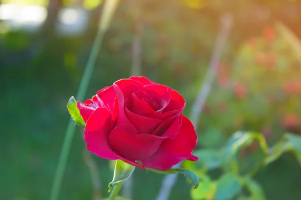 Rose Rouge Sur Branche Dans Jardin Rose Rouge Dans Jardin — Photo