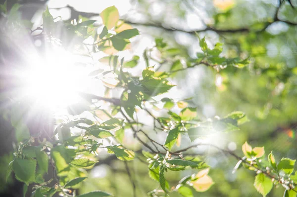 Ramos Verdes Jovens Contra Céu Com Bokeh — Fotografia de Stock