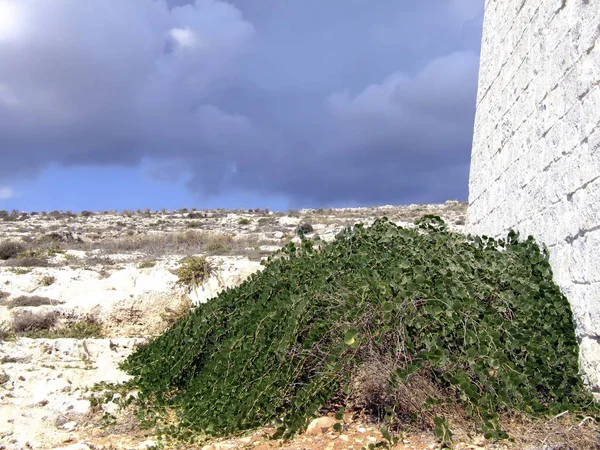 Středomořská Divoká Flóra Kaperský Keř Nebo Capparis Spinosa — Stock fotografie