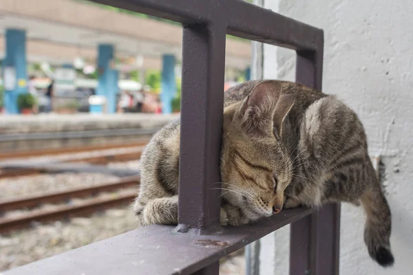 Γάτα Τάμπι Επικαλεστεί Κιγκλίδωμα Σιδήρου Για Ύπνο Στο Χωριό Γάτα — Φωτογραφία Αρχείου