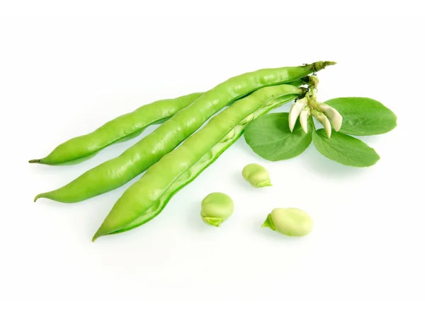 Close Some Broad Bean Pods Beans — Stock Photo, Image