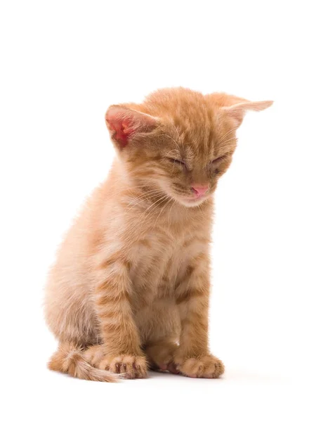 Tomcat Изолированы Белом Фоне Кошки Киски Выражения Эмоций — стоковое фото