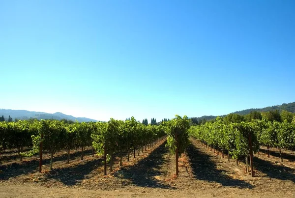 Filas Viñas Apoyadas Entrenadas Viñedo Terrazas Las Colinas Del Norte — Foto de Stock