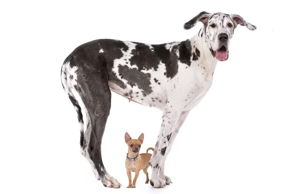 Great Dane Harlequin Chihuahua Front White Background — Stock Photo, Image