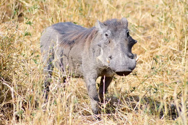 Warthog Sabana Del Parque Tarangire Tanzania — Foto de Stock