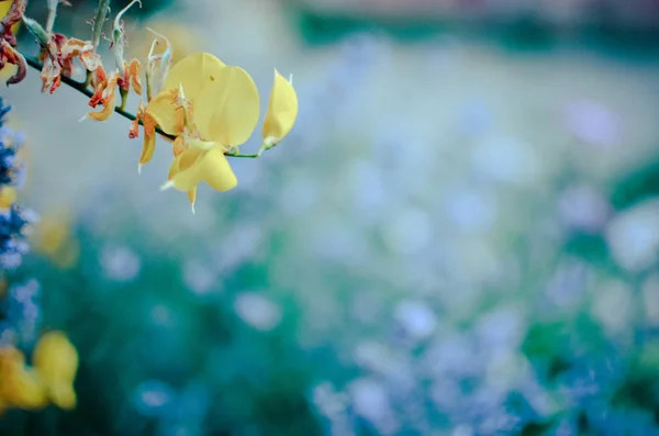 Κίτρινο Λουλούδι Κινηματογράφηση Πρώτο Πλάνο Στο Βάθος Κήπος Μόλυναν — Φωτογραφία Αρχείου