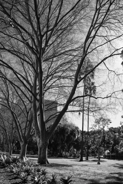 澳大利亚悉尼公园的植被 — 图库照片
