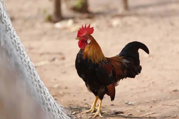 Thai native chicken Stock Photos, Royalty Free Thai native chicken Images | Depositphotos Thai native chicken Stock Photos, Royalty Free Thai native chicken Images | Depositphotos