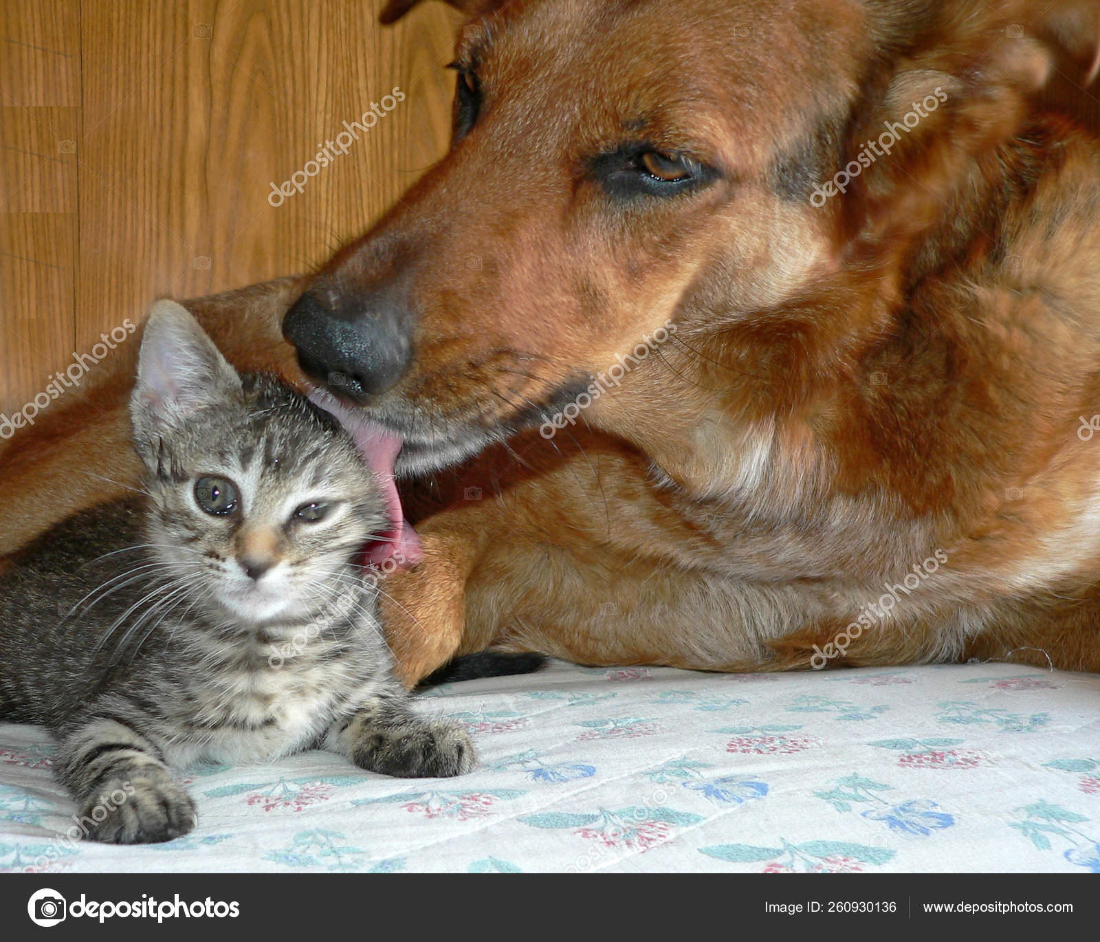 little cat and dog