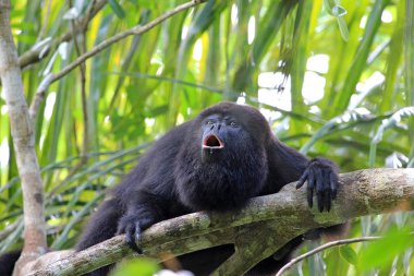 Black howler monkey, aluatta pigra, sitting on a tree in Belize jungle and howling like crazy. They are also found in Mexico and Guatemala. They are eating mostly leaves and occasional fruits. clipart
