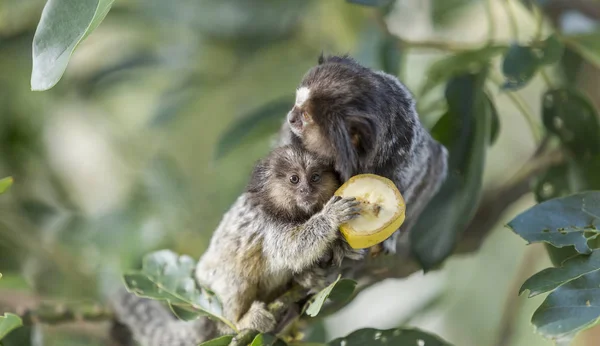バナナを食べるママと子犬マーモセットサル — ストック写真