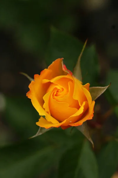 Rosa Amarilla Roja — Foto de Stock