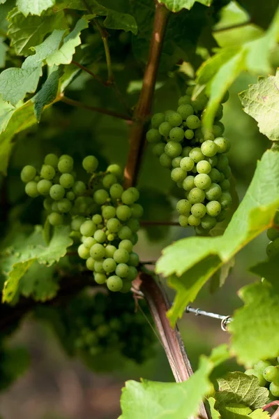 Uvas Jóvenes Que Crecen Viñedo Finales Del Verano — Foto de Stock