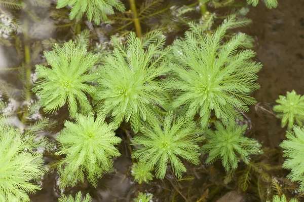 小川の水面に成長するミリオフィルム植物 — ストック写真