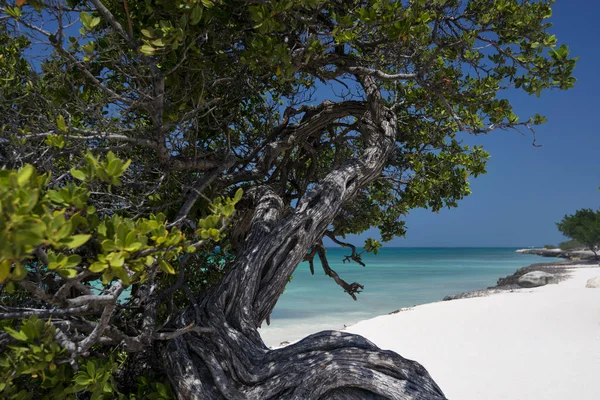 Aruba Beach Natur Reisen — Stockfoto