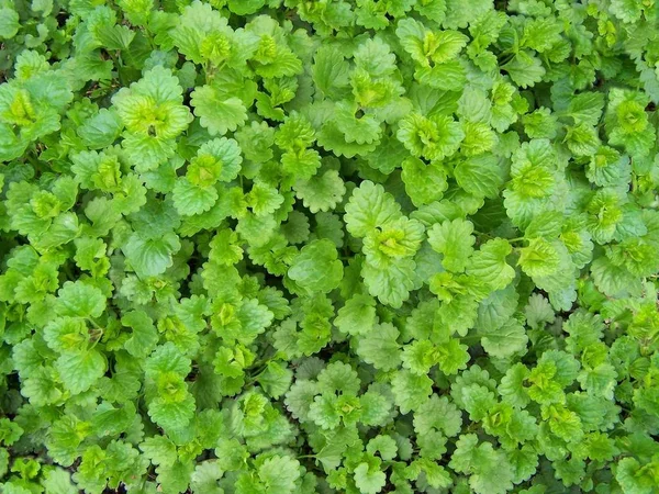 Fechar Urtiga Morta Verde Fresca Contexto — Fotografia de Stock