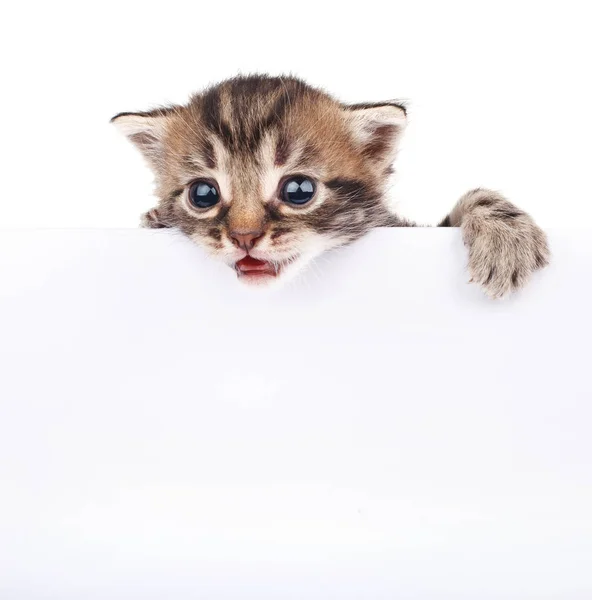 Grappige Kleine Kat Achter Wit Bord Geïsoleerd — Stockfoto